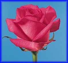 Une rose pour chaque Haitien et Haitienne. Une rose pour Haiti.