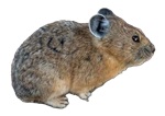 Pika