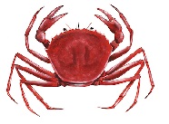 imaj krab yo rele toutlou a imaj krab yo rele Touloulou a