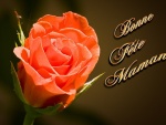 rose-orange-pour-maman.jpg